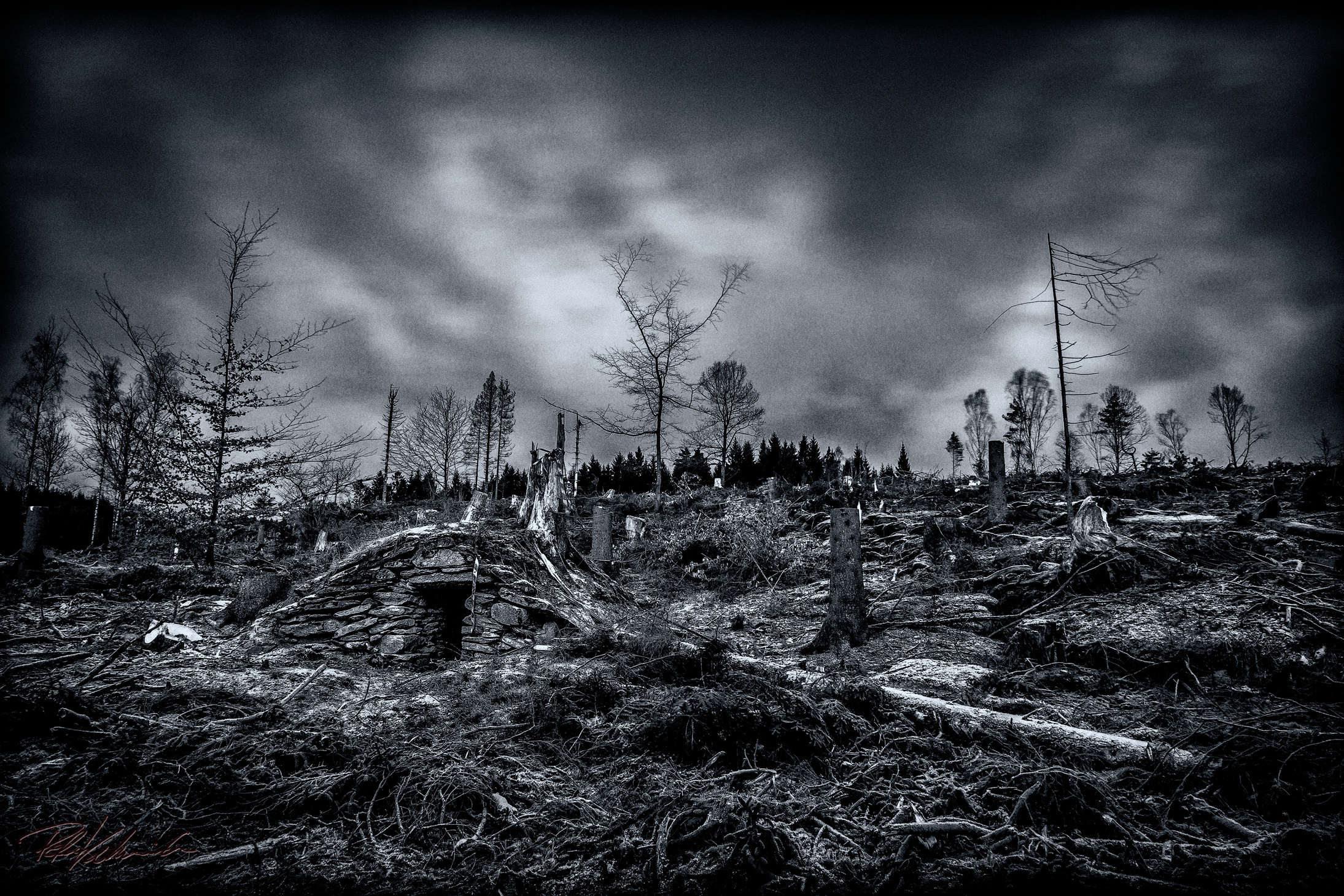 Deforestation disaster